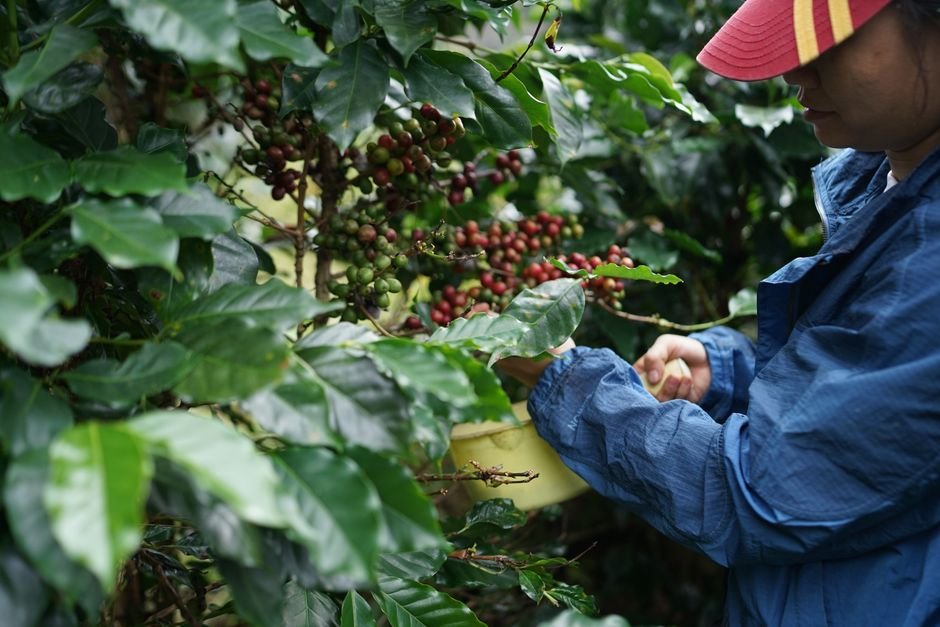 how coffee beans are harvested — Why Harvesting Techniques Matter