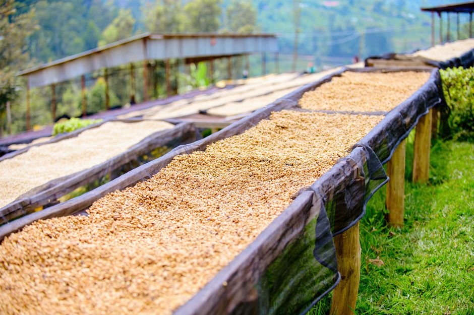 how coffee beans are harvested — Traditional vs Modern Harvesting Techniques