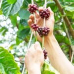 how coffee beans are harvested
