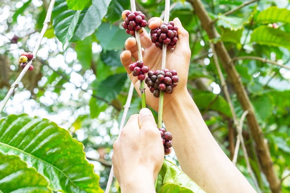 How Coffee Beans Are Harvested and Why It Matters