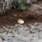 how to get rid of ants in kitchen