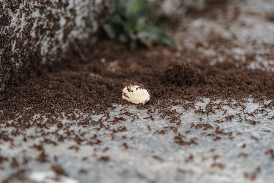 how to get rid of ants in kitchen
